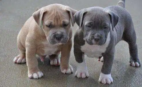 Alimentación Para Cachorros Pitbulls