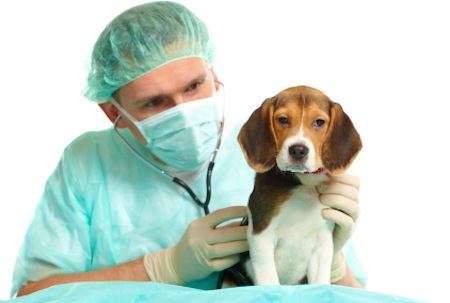 Veterinarian doctor and a beagle puppy