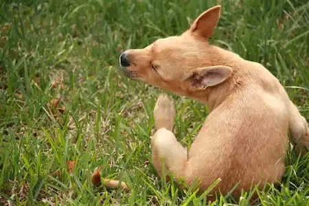 Cómo Desparasitar A Mi Mascota