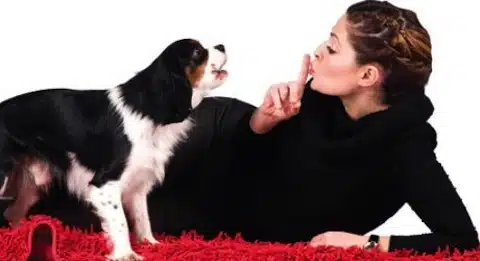 Ladridos Del Perro