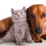 Las pulgas y las enfermedades en Mascotas