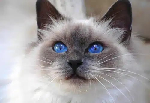 Las-Razas-Mas-Bonitas-De-Gatos