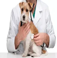 Enfermedades en perros