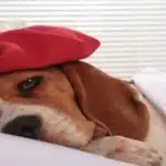 Picazón En Las Orejas Del Cachorro