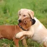 Por Qué Socializar Mi Mascota
