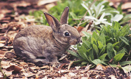 Razas de conejos y sus características