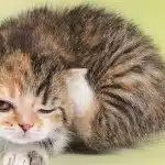Tratamientos Del Acaro De Oreja En Gatos