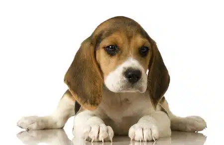 El Beagle