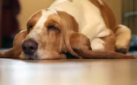Articulaciones De Los Perros Y Sus Problemas