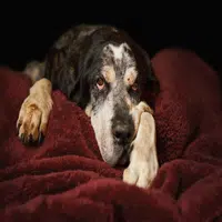 Cómo debes cuidar a un perro adulto
