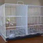 Cómo Limpiar La Jaula De Nuestras Aves