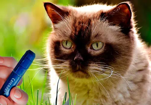 Tratamiento De Un Gato Con Diabetes