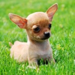 Cuida de la dentadura del Chihuahua