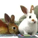 Cuidado De Conejos