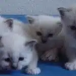 Cuidados Del Gato Recien Nacido