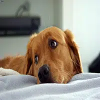 Diarrea en Perros causas y tratamiento