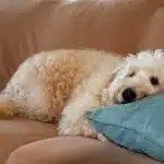 Elimina El Mal Olor De Tu Mascota