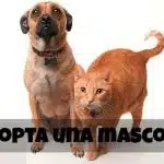 En Estas Navidades Adopta Una Mascota