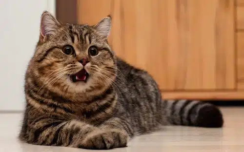 Errores Que Cometemos Con Los Gatos