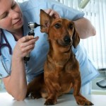 La Otitis en perros Tratamiento