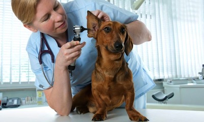 La Otitis en perros Tratamiento