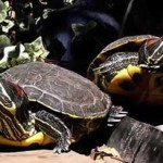 Las Tortugas Acuaticas y su Alimentacion