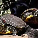 Las Tortugas Acuaticas Y Su Alimentacion