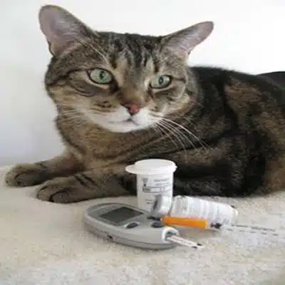 Cómo Tratar Un Gato Con Diabetes