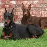 Origen Del Perro De Raza Doberman