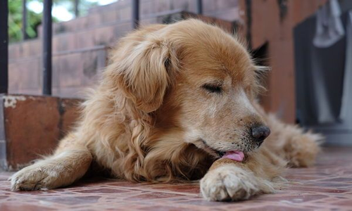 Síntomas de la Pododermatitis en perros