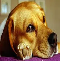 Pododermatitis en perros