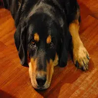 Problemas en las articulaciones de los perros