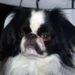 Raza De Perro Spaniel Japones