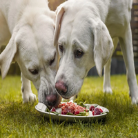 Alimentación balanceada para perros