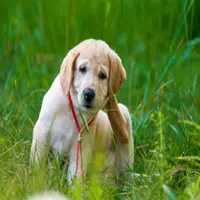 Alergias caninas