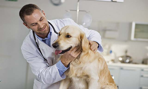Las Alergias caninas y el control del veterinario