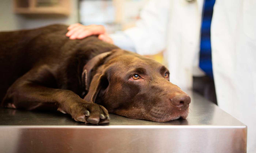 Tratamiento para anemia en perros