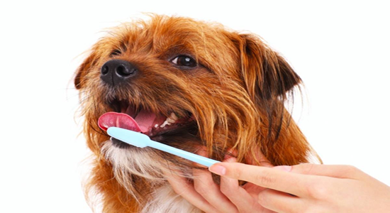 Higiene bucal perros