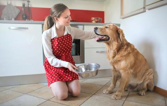 Recomendaciones para alimentar un perro adulto