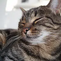 Tratos para gatos ancianos