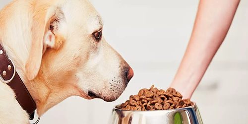 Alimentos para perros con cáncer