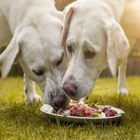 Recetas de comida casera para Perros
