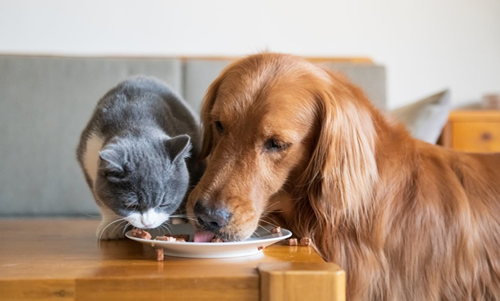 Alimentos saludables para mascotas