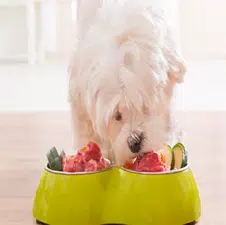 Dieta para perros con diarrea