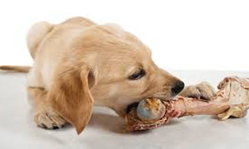 El peligro de dar huesos a tu perro