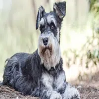 Las 7 razas de perros más buscadas