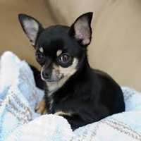 Chihuahua Perro