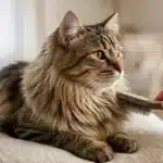 Remedios para las bolas de pelo en Gatos