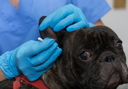 Cómo tratar la Otitis en los perros