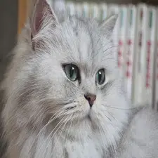 Cuidados del pelaje del gato chinchilla